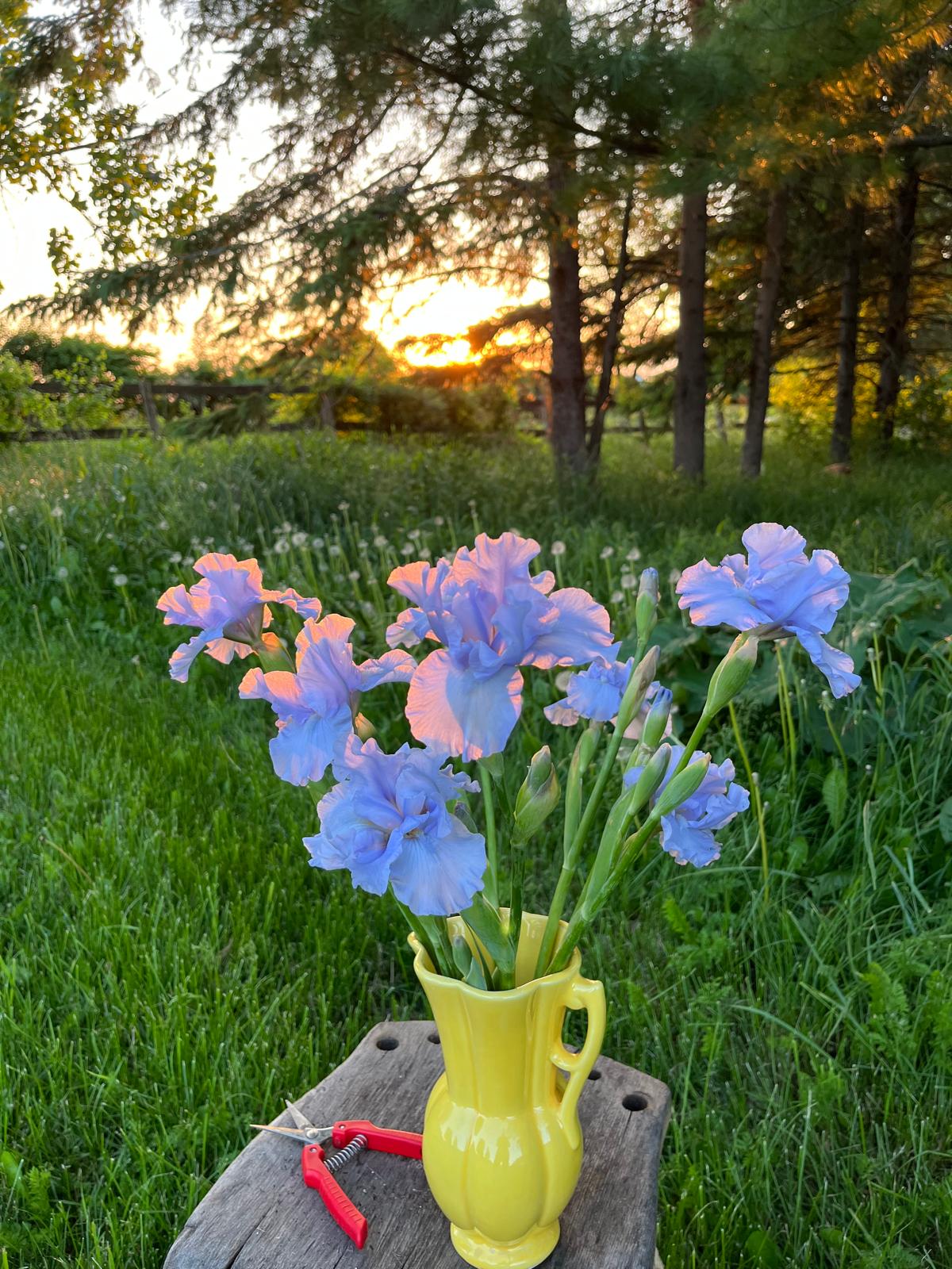 Bearded Iris - Sky Blue