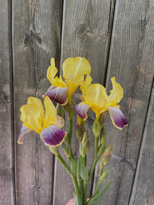 Bearded Iris - Loreley