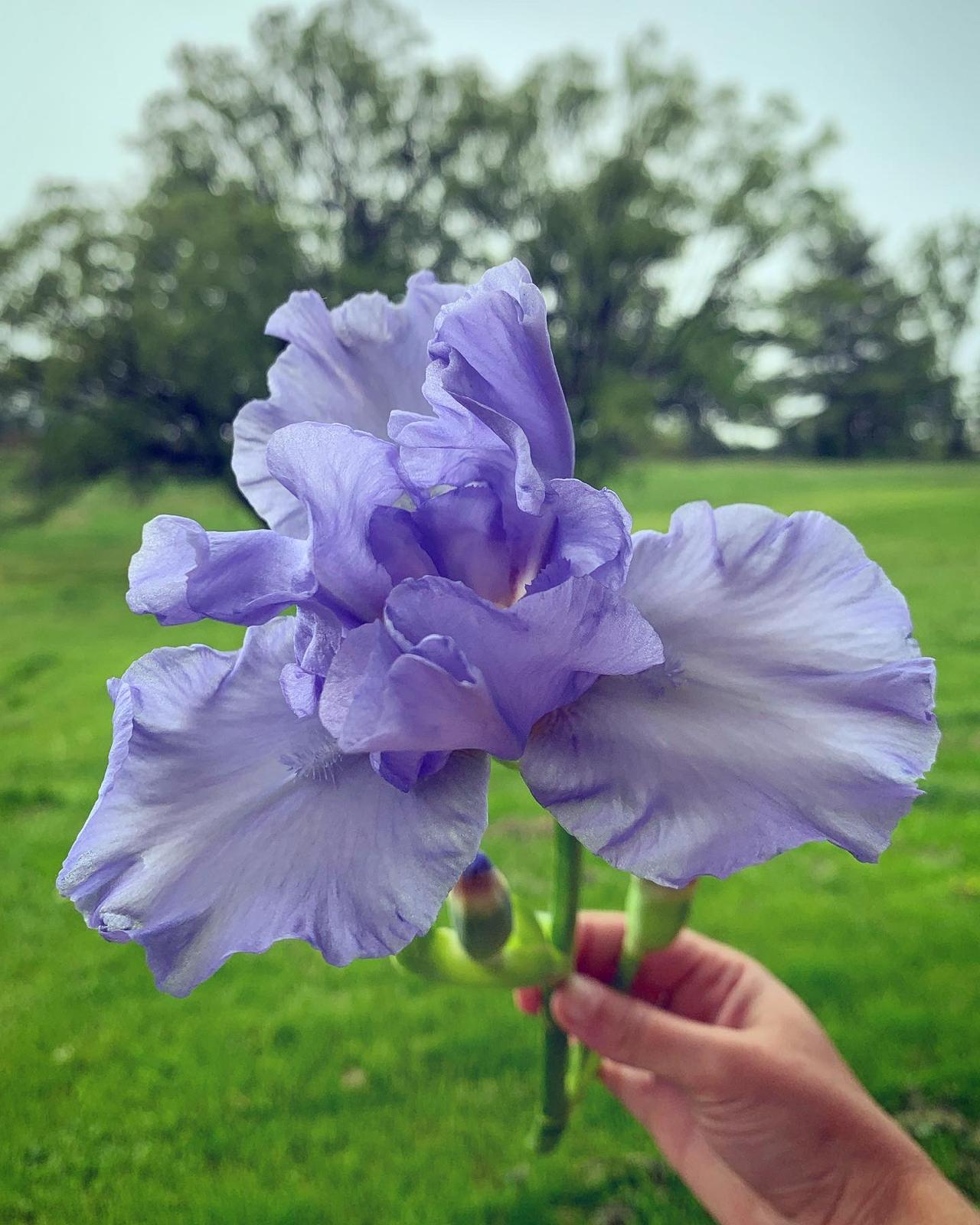 Bearded Iris - Sky Blue
