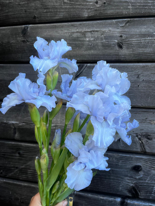 Bearded Iris - Sky Blue