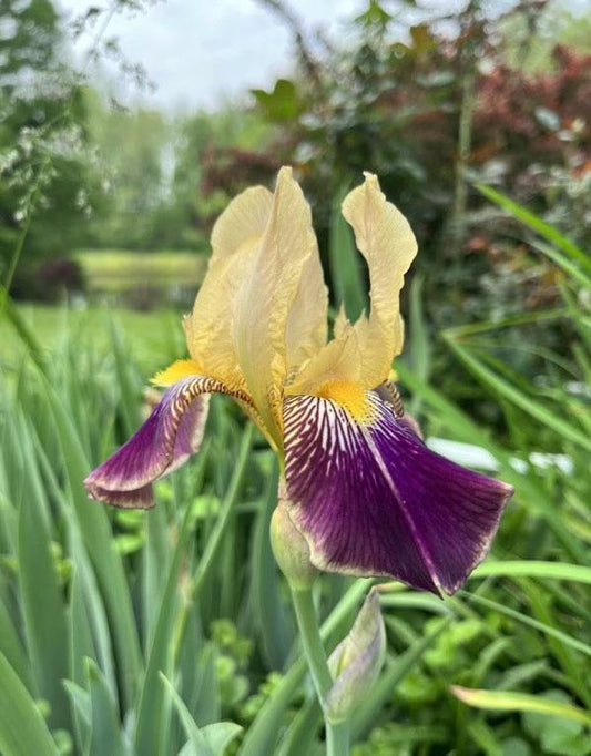 Bearded Iris - Loreley